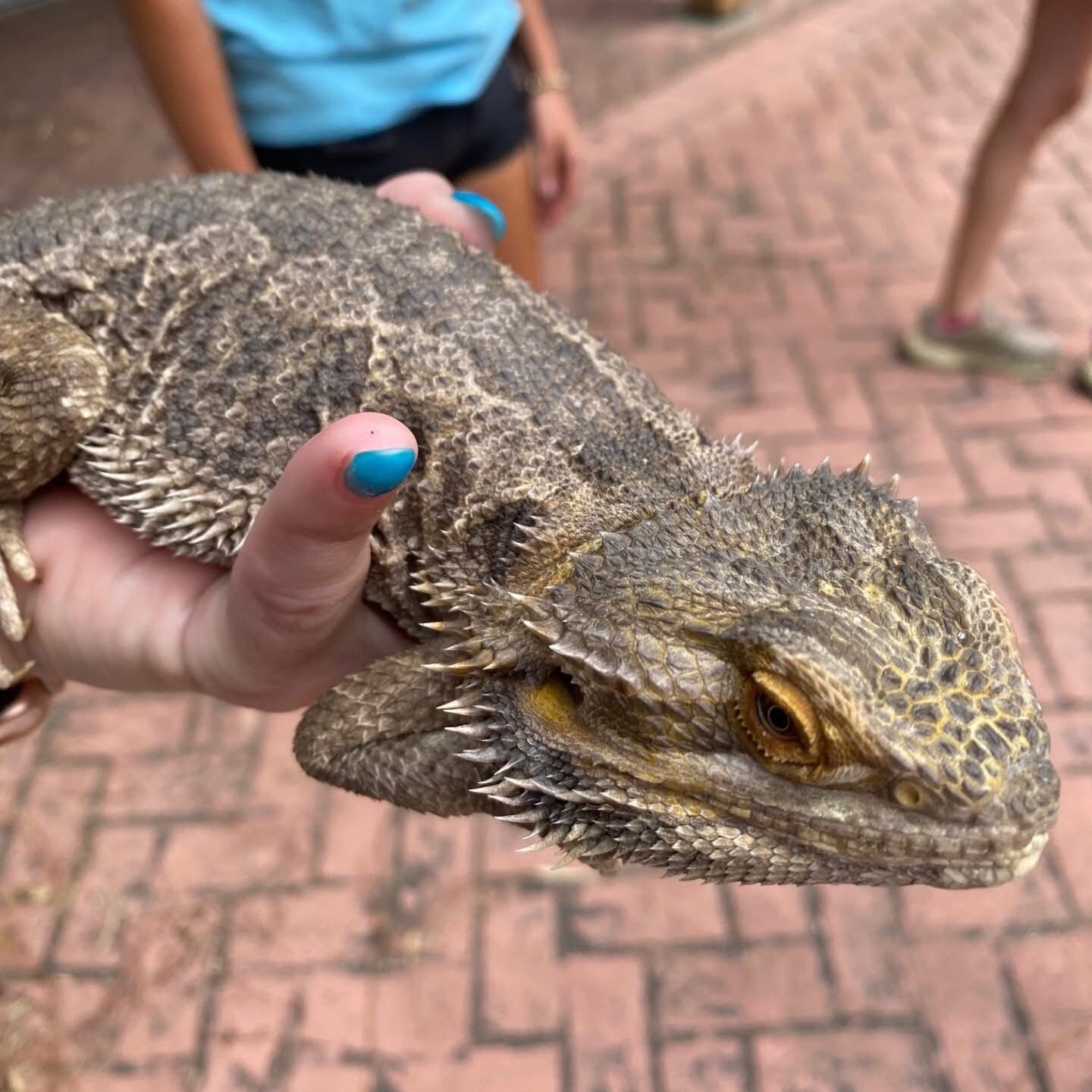 Mushu 2